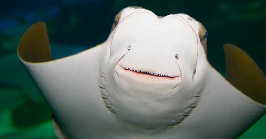 Stringray denti - Stringray bocca