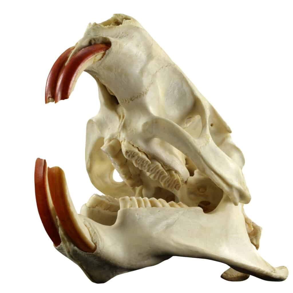 Denti di scoiattolo - Teschio di roditore