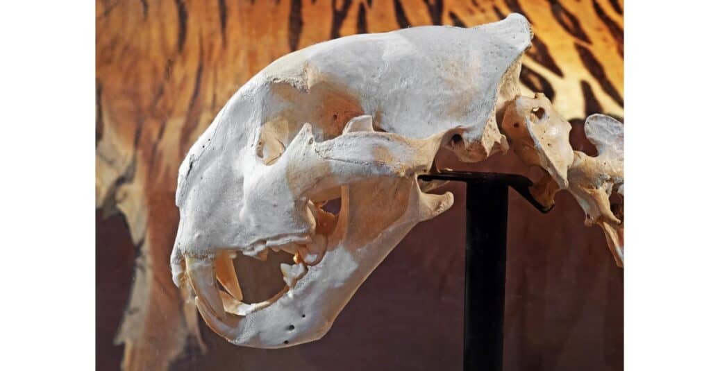 Denti di tigre - Teschio di tigre del Bengala