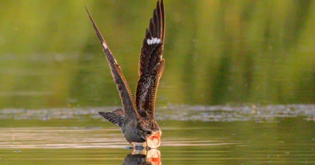 Uccello noto per la striscia bianca sull'ala: Nighthawk comune