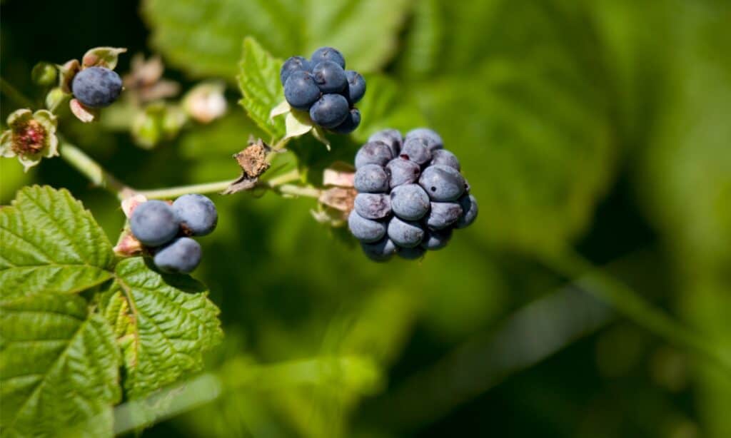 Dewberry contro Blackberry