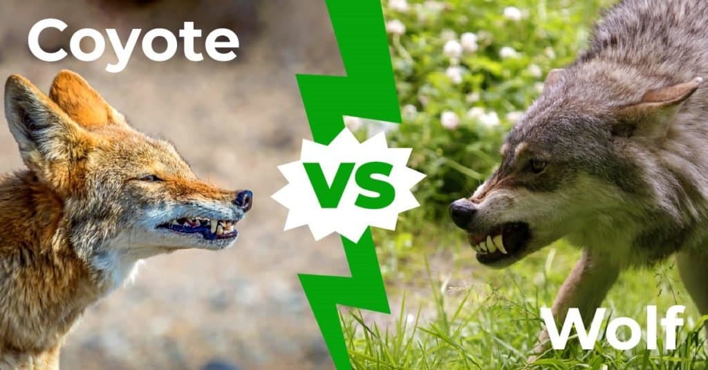 coyote contro lupo