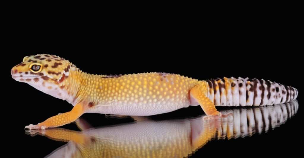 geco-leopardo-adulto-su-sfondo-nero