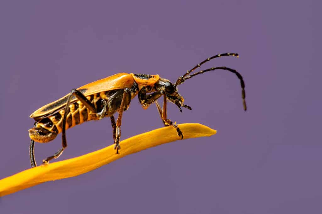 Scarabeo Soldato Verga d'Oro