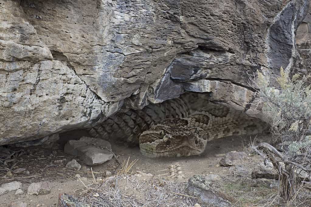 Serpente a sonagli