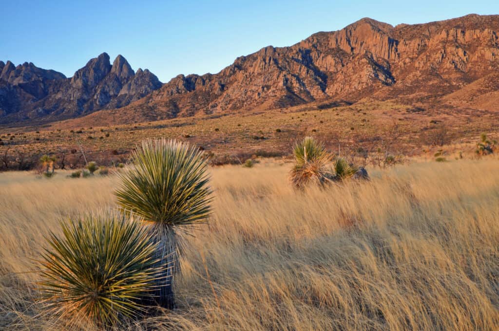 Piante di Yucca all'alba alla base di Organ Mountains vicino a Las Cruces, New Mexico