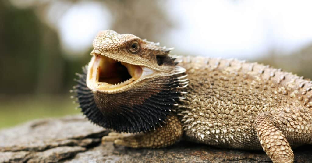Denti Di Lucertola Barbuta - Bocca Aperta
