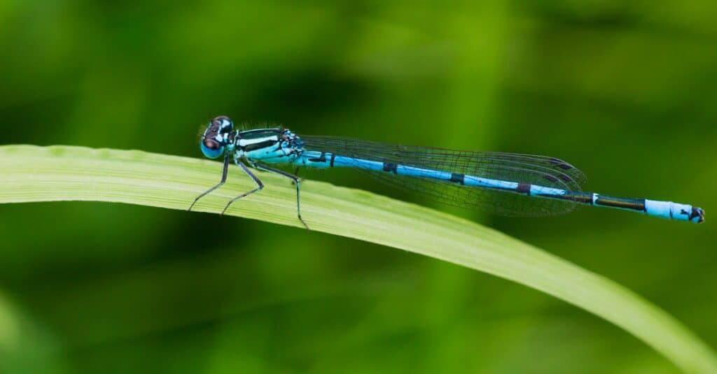 Damselfly