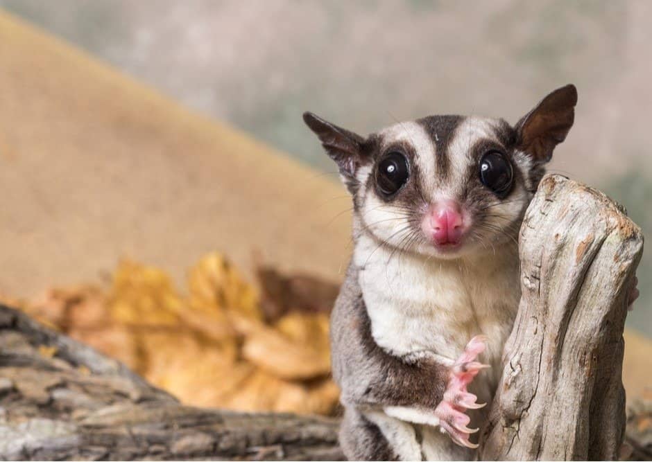 Petauro dello zucchero su un moncone / Petaurus breviceps
