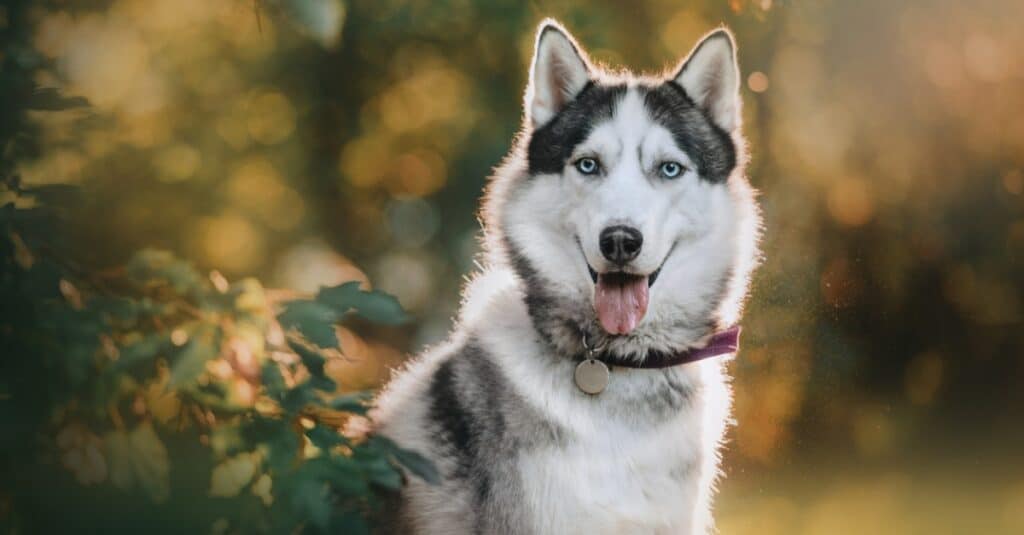 Siberian Husky seduto da cespugli con la lingua fuori