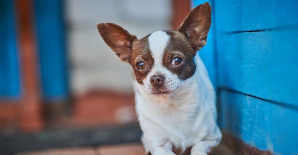 Chihuahua sdraiato fuori sul portico della casa blu