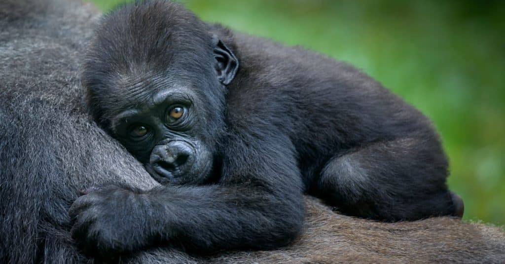 Quanto vivono i gorilla?