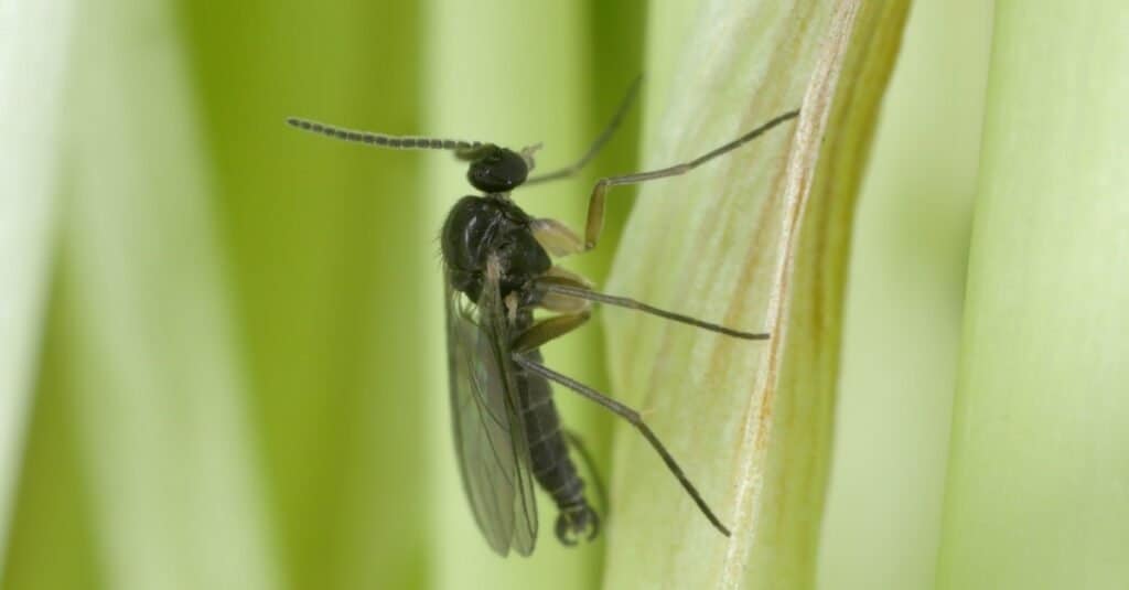 Moscerino del fungo dalle ali scure, Sciaridae su una pianta.  Questi sono parassiti comuni di piante ornamentali in vaso nelle case.