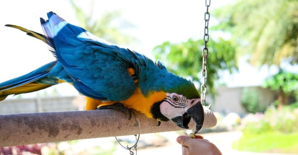 I migliori animali da appartamento
