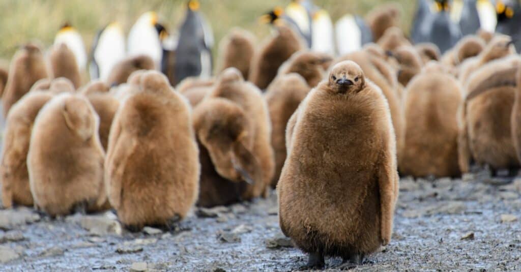 baby pinguino - pulcino di pinguino sfocato