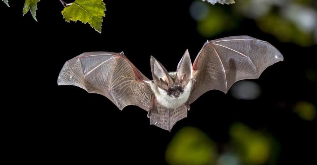 Animali che usano l'ecolocalizzazione