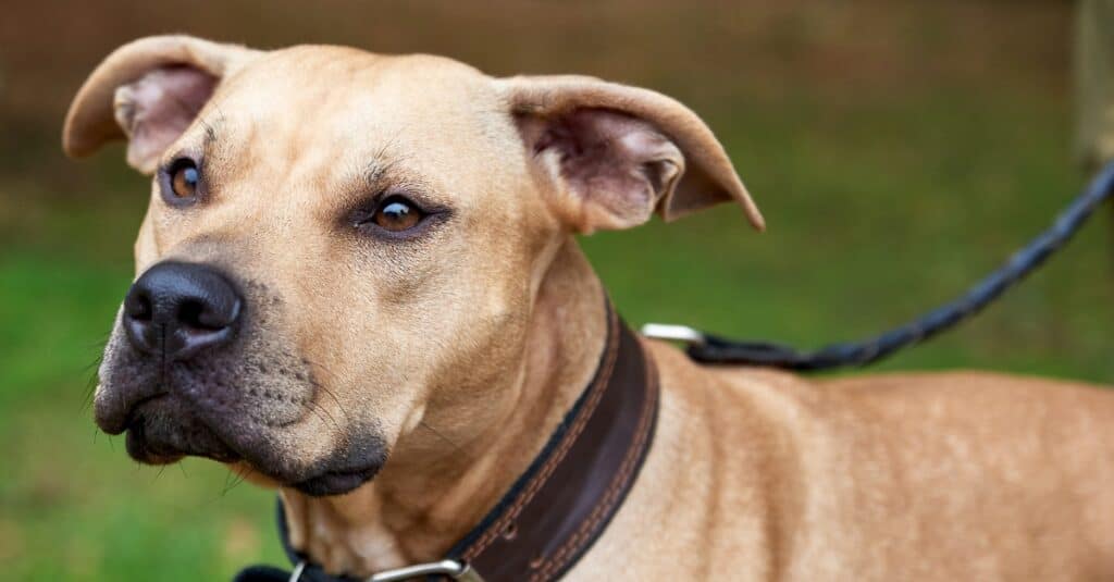 Pitbull Terrier americano