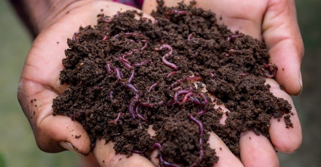 Cosa mangiano i lombrichi: i lombrichi nel terreno
