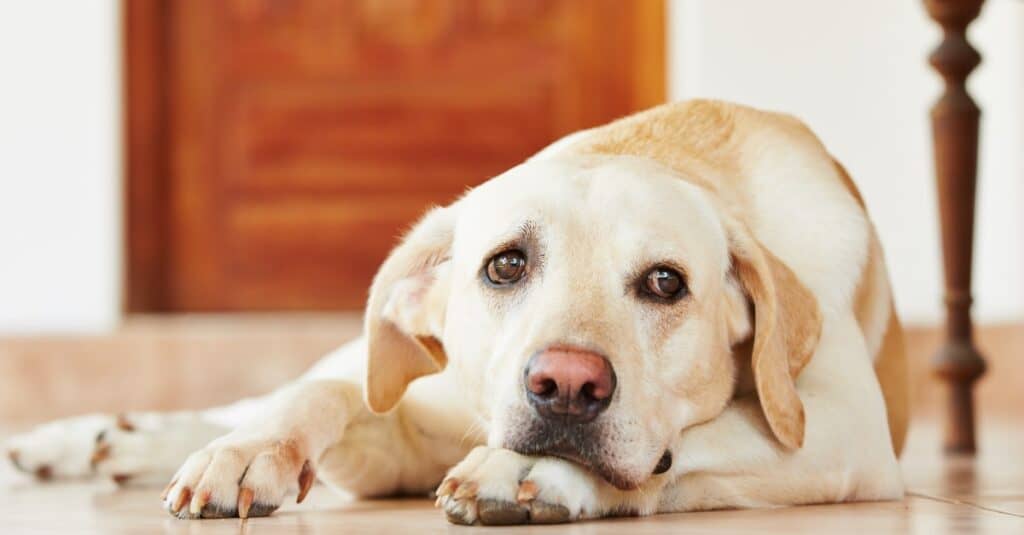 Documentalista di labrador giallo