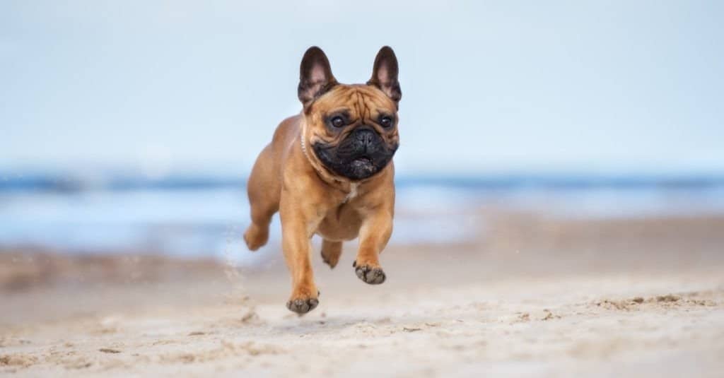 Quanto tempo vivono i bulldog francesi?