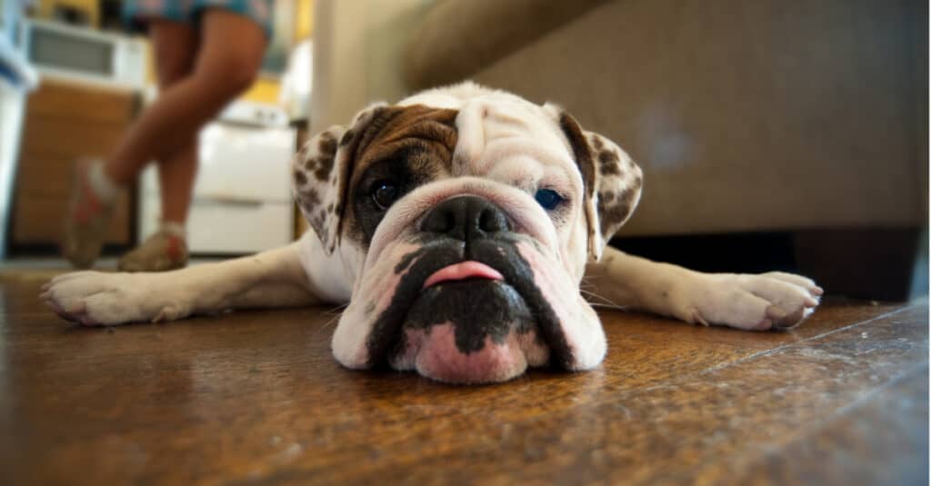 Il cane più calmo è un bulldog sdraiato con la lingua fuori