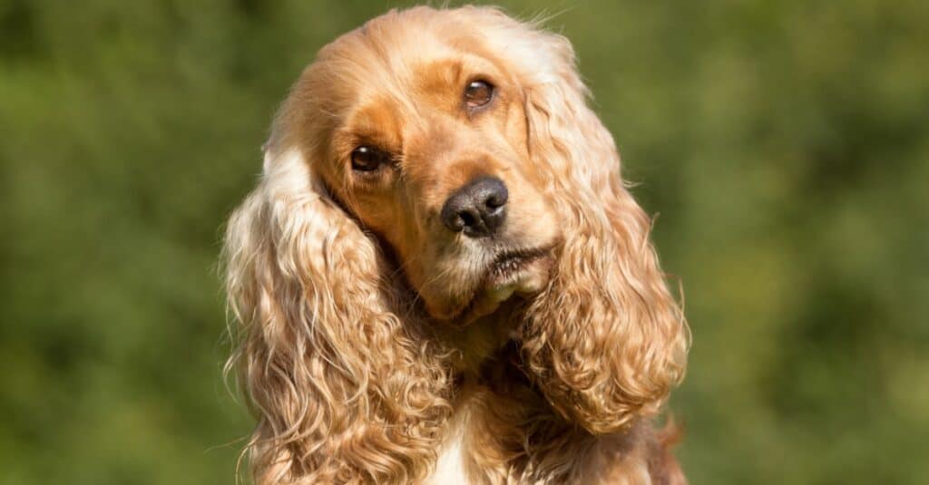 Quanto tempo vivono i cani?