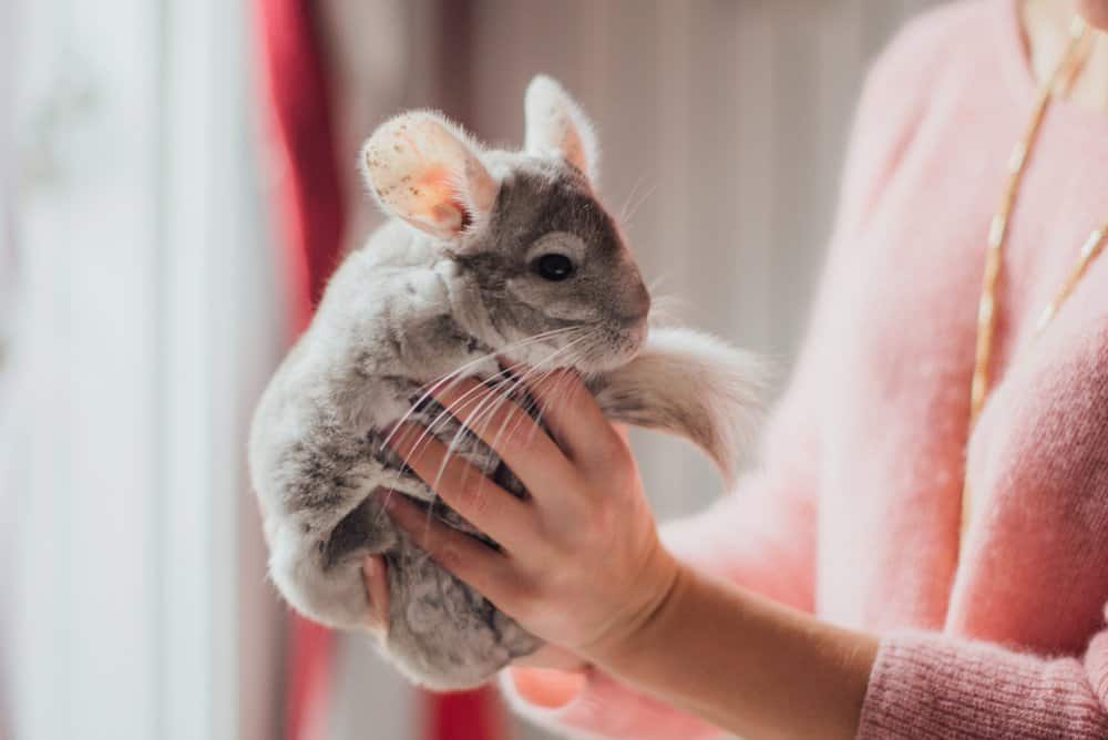 Chinchilla (Chinchilla Lanigera) - in corso di detenzione