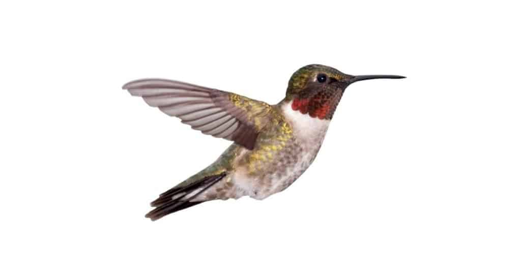 Colibrì Ruby-Throated isolato su sfondo bianco.