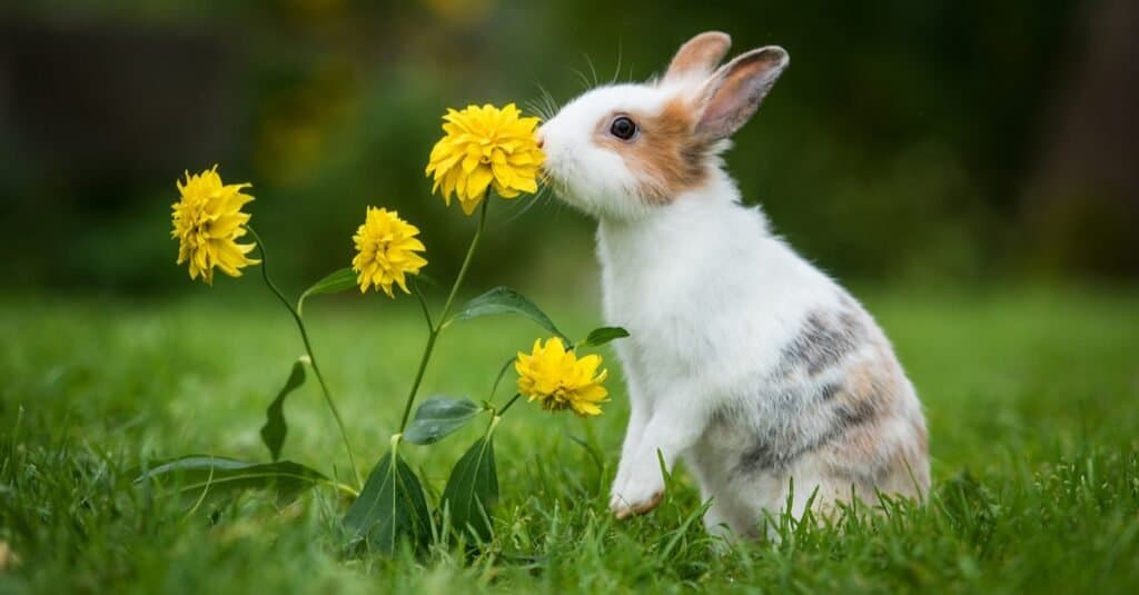 Conigli Binky