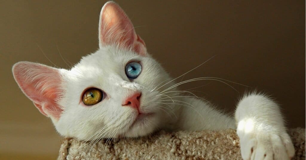 Durata della vita del gatto: quanto tempo vivono i gatti?