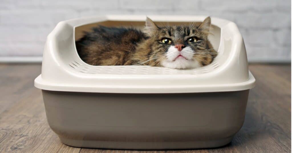 gatto soriano nella lettiera