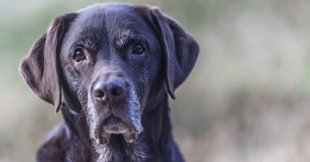 I labrador retriever rispondono alle minacce percepite con la violenza