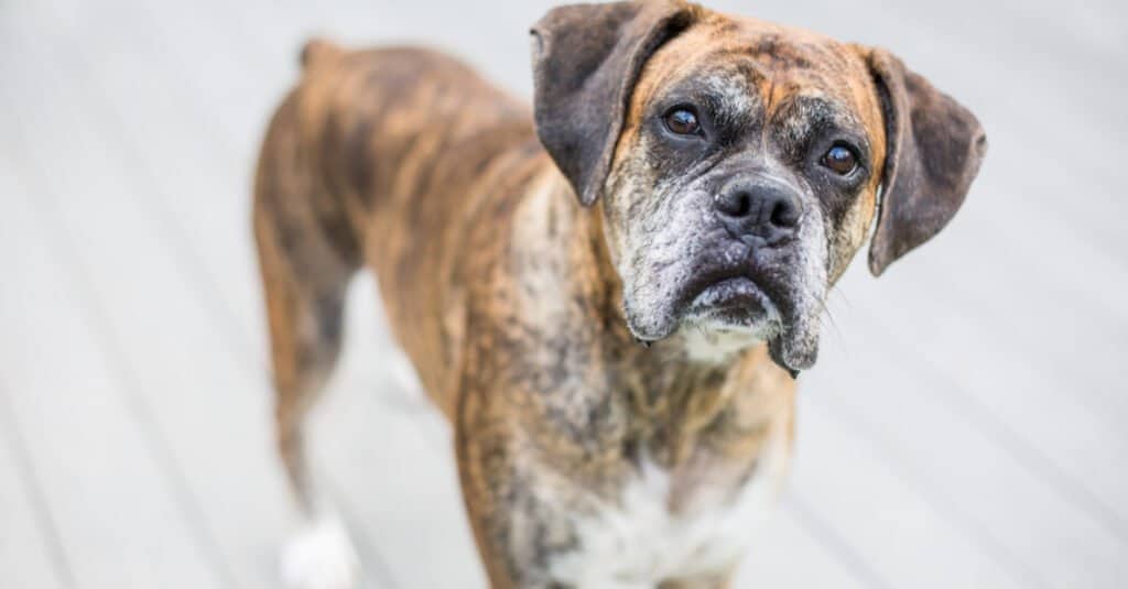 Oldest Box Dog - Un ritratto di un vecchio pugile