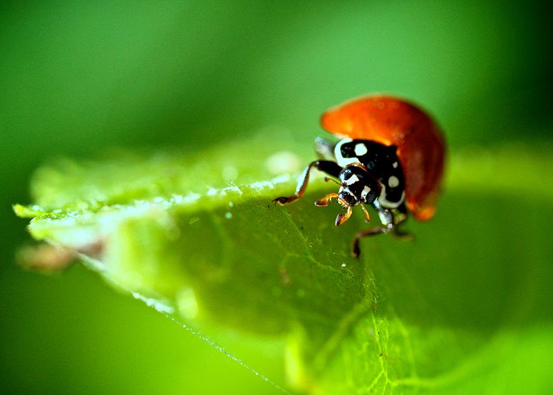 Quanto vivono le coccinelle?