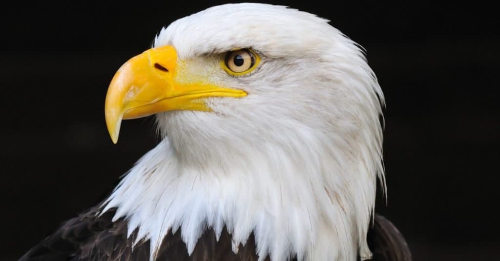 Ritratto di un'aquila calva americana