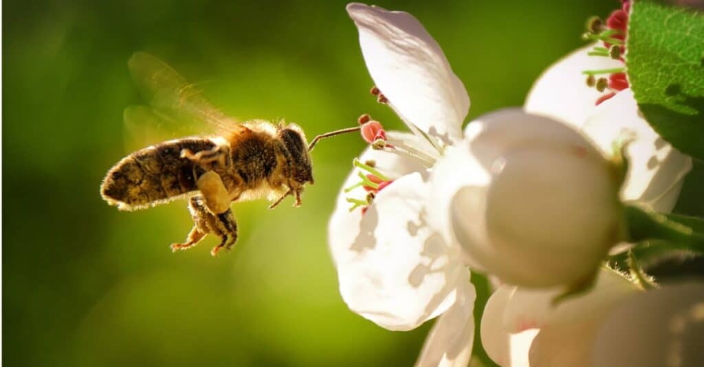 ape pronta per il nettare dal fiore bianco