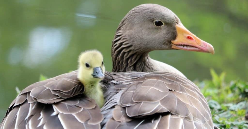 Mamma oca e bambino