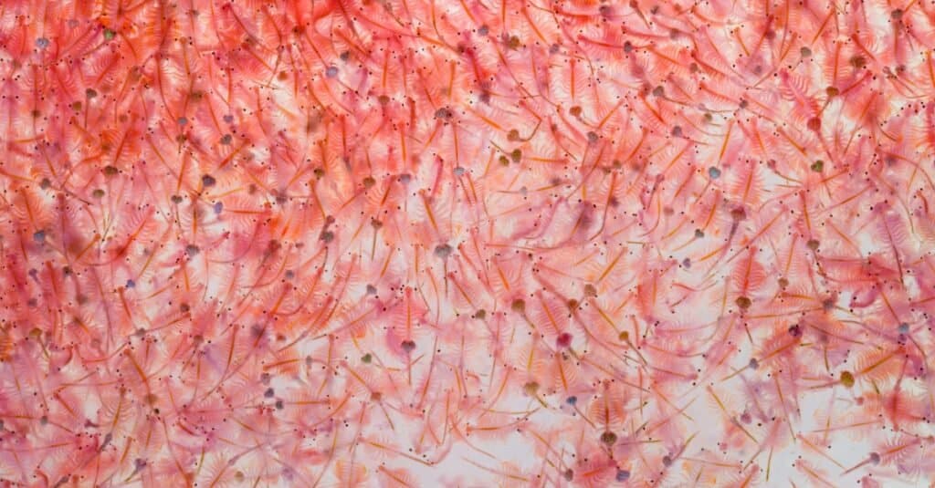 Cosa mangiano le scimmie di mare - Raccolta di Artemia salina
