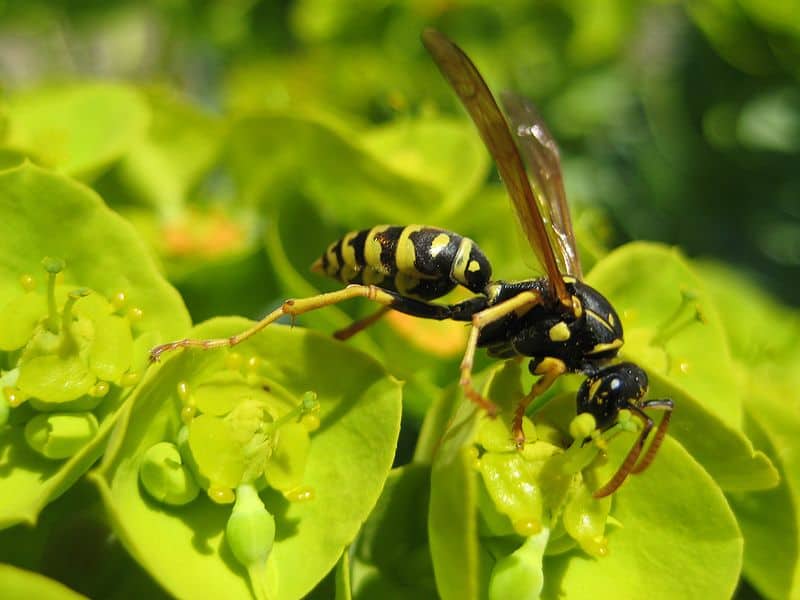 Vespa, Mirto Euforbia