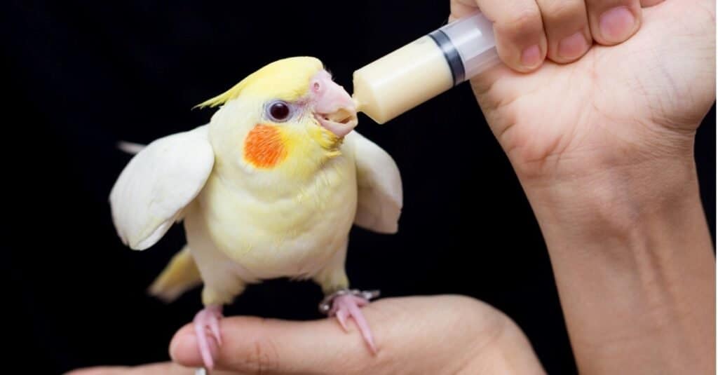 Donna che alimenta il giovane uccello cockatiel.