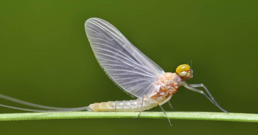 mayfly sul ramoscello