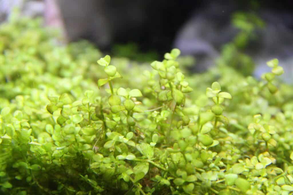 Impianti di Montecarlo