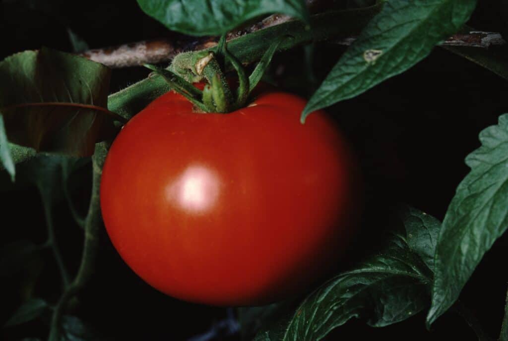Full frame di un pomodoro Better Boy rosso-arancio brillante su una vite verde, su uno sfondo scuro.