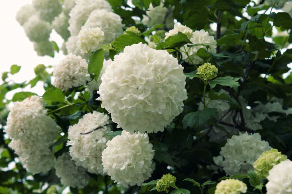 Viburnum macrocephalum, nome comune palla di neve cinese