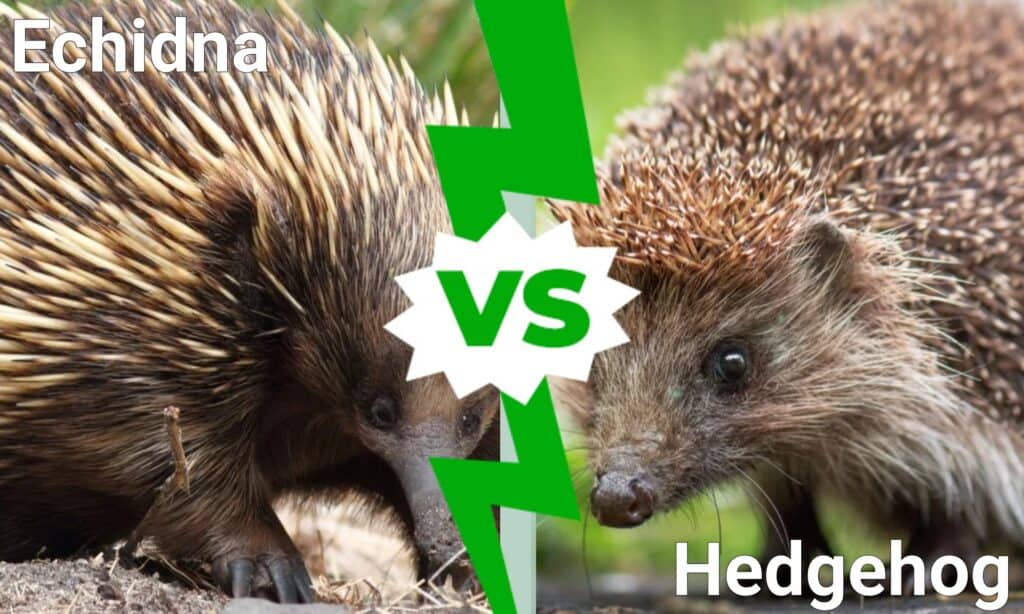 echidna contro riccio
