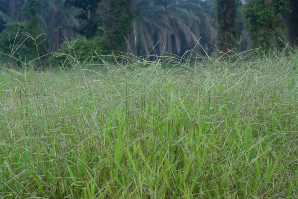 Erba di Bahia che cresce selvaggia