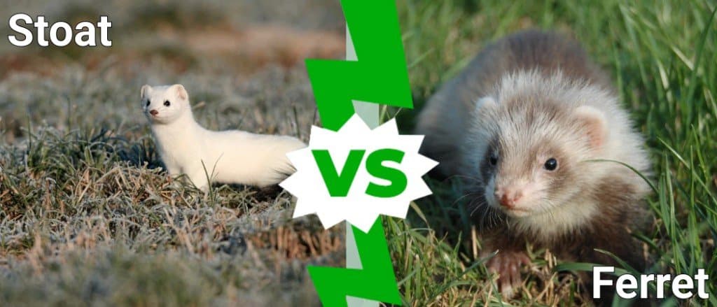 ermellino vs furetto