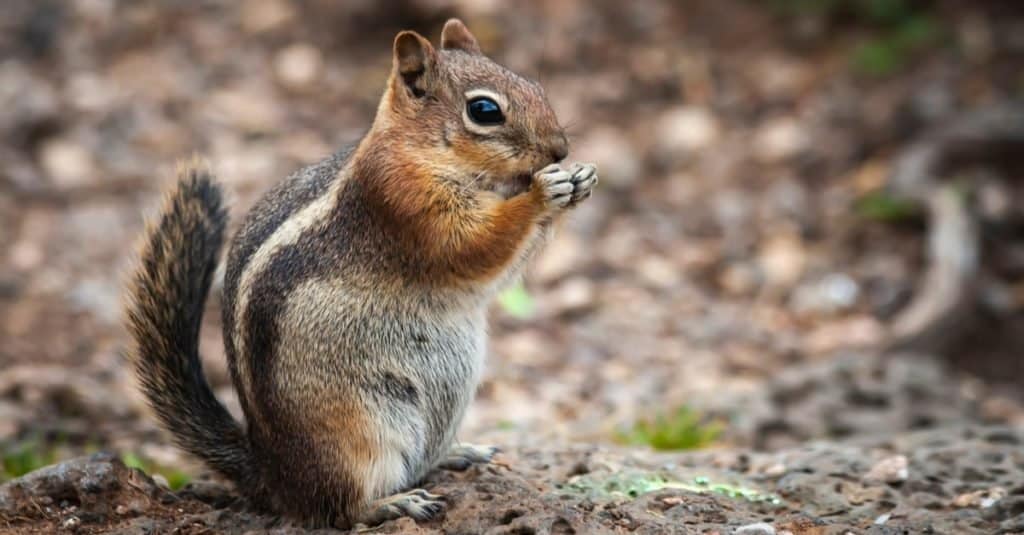 Mountain Chipmunk mangiare in piedi su una roccia