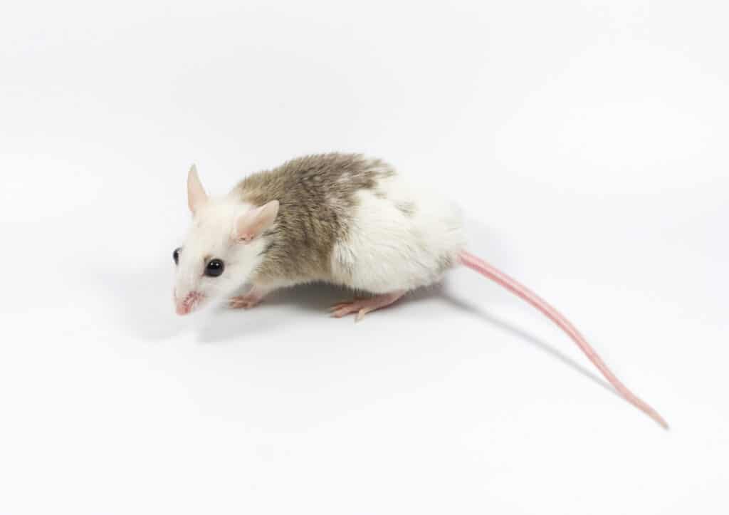 Ratto di pelliccia morbida africana beige e bianca su sfondo bianco