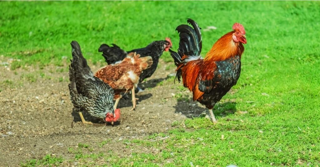 Fai pipì agli uccelli